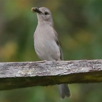 Colluricincla harmonica at Gibberagee, NSW - 18 Dec 2016 by AaronClausen