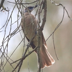 Philemon citreogularis (Little Friarbird) at Gibberagee, NSW - 19 Dec 2016 by Bungybird