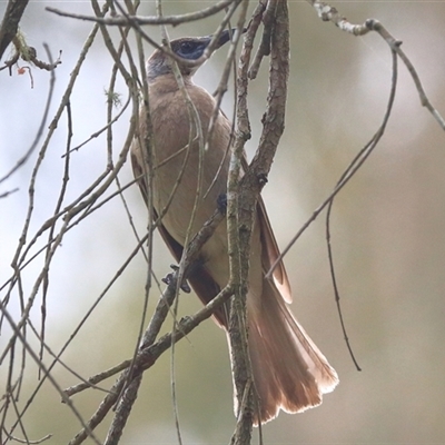 Philemon citreogularis (Little Friarbird) at Gibberagee, NSW - 19 Dec 2016 by AaronClausen