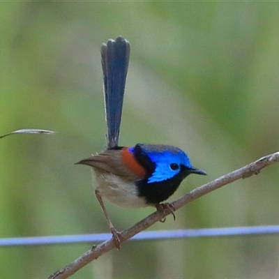 Malurus lamberti (Variegated Fairywren) at Gibberagee, NSW - 19 Dec 2016 by Bungybird