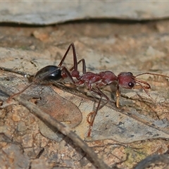 Myrmecia sp. (genus) (Bull ant or Jack Jumper) at Gibberagee, NSW - 19 Dec 2016 by Bungybird