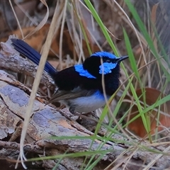 Malurus cyaneus (Superb Fairywren) at Gibberagee, NSW - 19 Dec 2016 by Bungybird