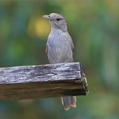 Colluricincla harmonica (Grey Shrikethrush) at Gibberagee, NSW - 22 Dec 2016 by Bungybird