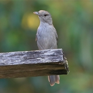 Colluricincla harmonica at Gibberagee, NSW - 22 Dec 2016