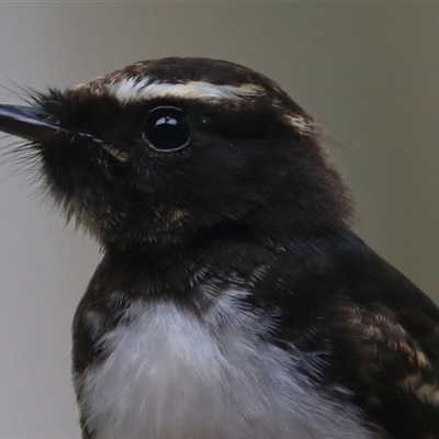 Rhipidura leucophrys (Willie Wagtail) at Gibberagee, NSW - 22 Dec 2016 by Bungybird