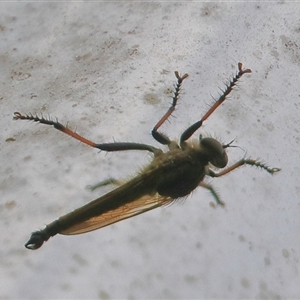 Zosteria rosevillensis at Gibberagee, NSW by Bungybird