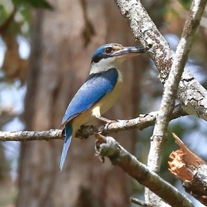 Todiramphus sanctus at Gibberagee, NSW - 23 Dec 2016