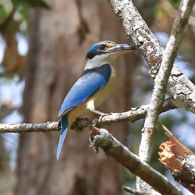 Todiramphus sanctus (Sacred Kingfisher) at Gibberagee, NSW - 23 Dec 2016 by Bungybird