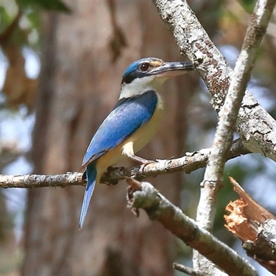 Todiramphus sanctus (Sacred Kingfisher) at Gibberagee, NSW - 23 Dec 2016 by Bungybird