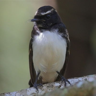 Rhipidura leucophrys (Willie Wagtail) at Gibberagee, NSW - 23 Dec 2016 by Bungybird