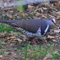 Leucosarcia melanoleuca at Gibberagee, NSW - 23 Dec 2016 by AaronClausen