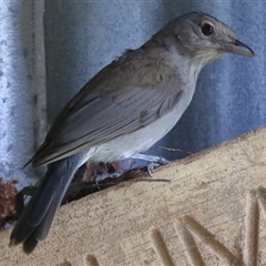 Colluricincla harmonica (Grey Shrikethrush) at Gibberagee, NSW - 24 Dec 2016 by Bungybird