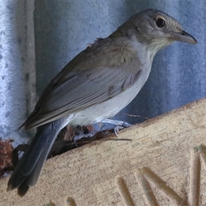 Colluricincla harmonica at Gibberagee, NSW - 24 Dec 2016 12:18 AM