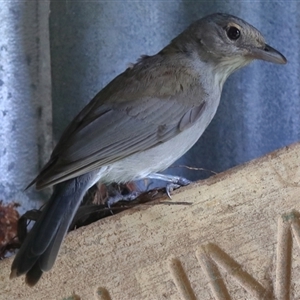 Colluricincla harmonica at Gibberagee, NSW - 24 Dec 2016