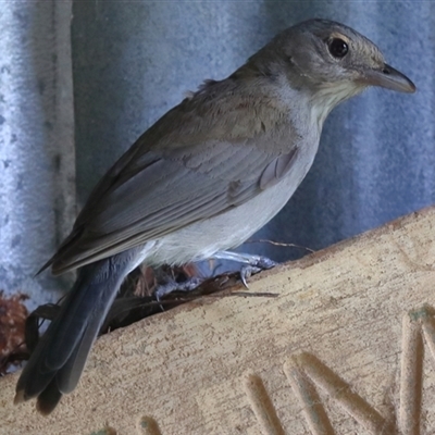 Colluricincla harmonica (Grey Shrikethrush) at Gibberagee, NSW - 24 Dec 2016 by Bungybird