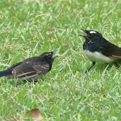 Rhipidura leucophrys (Willie Wagtail) at Gibberagee, NSW - 24 Dec 2016 by Bungybird