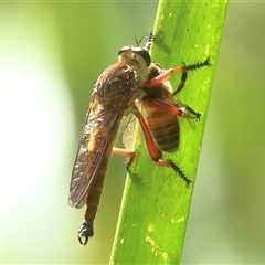 Colepia sp. (genus) (A robber fly) at Bungawalbin, NSW - 25 Dec 2016 by Bungybird