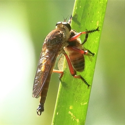 Colepia sp. (genus) (A robber fly) at Bungawalbin, NSW - 25 Dec 2016 by Bungybird