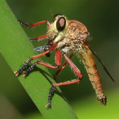 Colepia sp. (genus) (A robber fly) at Bungawalbin, NSW - 25 Dec 2016 by Bungybird