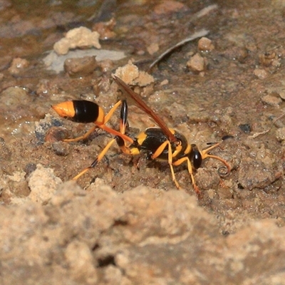 Sceliphron laetum (Common mud dauber wasp) at Gibberagee, NSW - 25 Dec 2016 by Bungybird