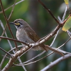 Caligavis chrysops (Yellow-faced Honeyeater) at Gibberagee, NSW - 25 Dec 2016 by Bungybird