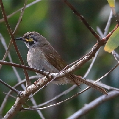 Caligavis chrysops (Yellow-faced Honeyeater) at Gibberagee, NSW - 25 Dec 2016 by Bungybird