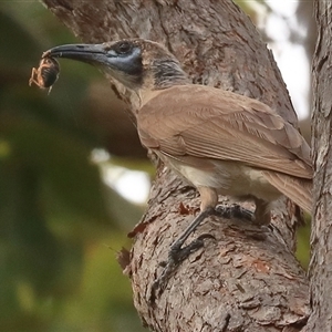 Philemon citreogularis at Gibberagee, NSW - 25 Dec 2016