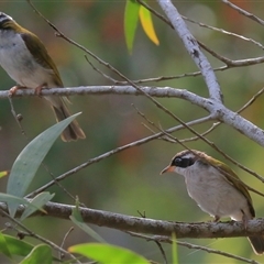 Melithreptus albogularis (White-throated Honeyeater) at Gibberagee, NSW - 25 Dec 2016 by Bungybird