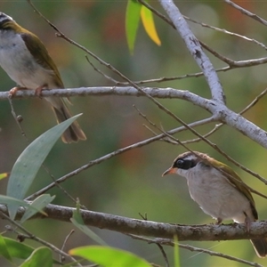 Melithreptus albogularis at Gibberagee, NSW - 25 Dec 2016