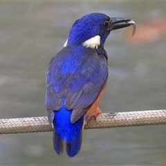 Ceyx azureus (Azure Kingfisher) at Gibberagee, NSW - 25 Dec 2016 by Bungybird