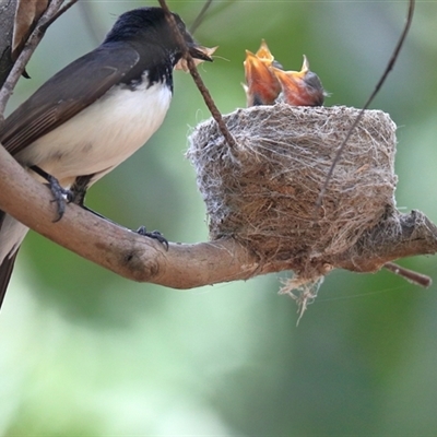 Rhipidura leucophrys (Willie Wagtail) at Gibberagee, NSW - 26 Dec 2016 by Bungybird