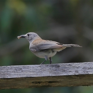 Colluricincla harmonica at Gibberagee, NSW - 27 Dec 2016 01:02 AM