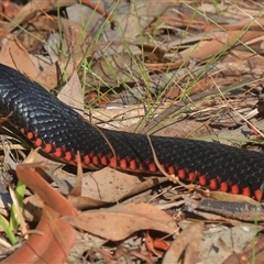 Pseudechis porphyriacus at Gibberagee, NSW - 28 Dec 2016 by AaronClausen