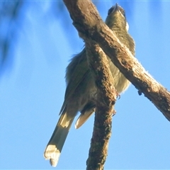 Meliphaga lewinii (Lewin's Honeyeater) at Gibberagee, NSW - 29 Dec 2016 by Bungybird