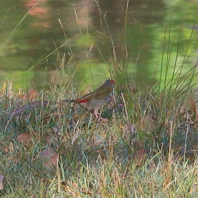 Neochmia temporalis (Red-browed Finch) at Gibberagee, NSW - 29 Dec 2016 by Bungybird