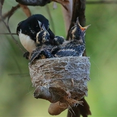 Rhipidura leucophrys (Willie Wagtail) at Gibberagee, NSW - 31 Dec 2016 by Bungybird