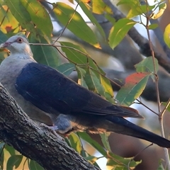 Columba leucomela (White-headed Pigeon) at Gibberagee, NSW - 31 Dec 2016 by Bungybird