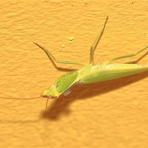 Orthodera ministralis at Gibberagee, NSW - 31 Dec 2016