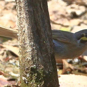 Caligavis chrysops at Gibberagee, NSW - 31 Dec 2016