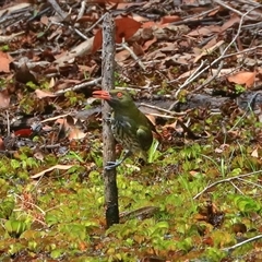 Oriolus sagittatus (Olive-backed Oriole) at Gibberagee, NSW - 1 Jan 2017 by Bungybird