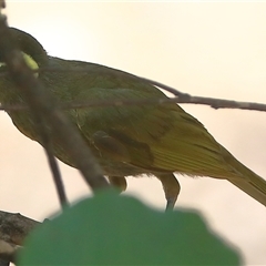 Meliphaga lewinii (Lewin's Honeyeater) at Gibberagee, NSW - 1 Jan 2017 by Bungybird