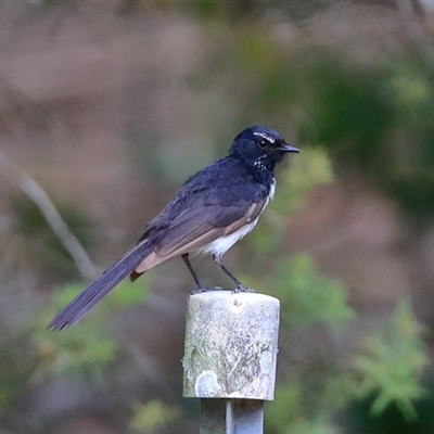 Rhipidura leucophrys (Willie Wagtail) at Gibberagee, NSW - 2 Jan 2017 by Bungybird