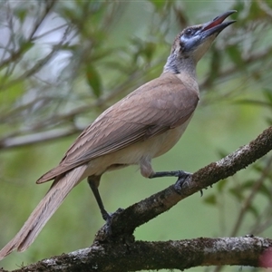 Philemon citreogularis at Gibberagee, NSW - 2 Jan 2017