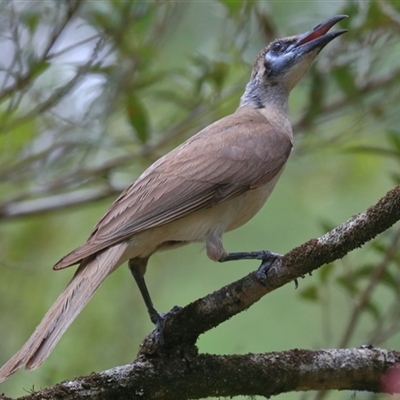 Philemon citreogularis (Little Friarbird) at Gibberagee, NSW - 2 Jan 2017 by Bungybird