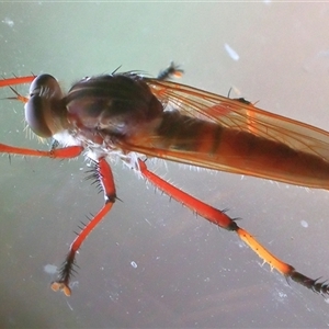 Colepia sp. (genus) at Gibberagee, NSW - 3 Jan 2017 12:08 AM