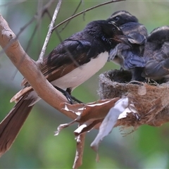 Rhipidura leucophrys (Willie Wagtail) at Gibberagee, NSW - 4 Jan 2017 by Bungybird