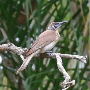 Philemon citreogularis at Gibberagee, NSW - 5 Jan 2017 12:34 AM