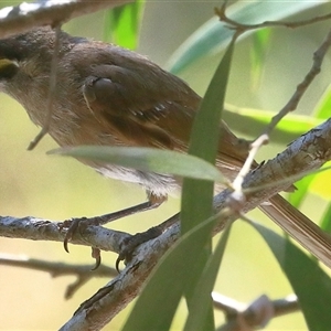 Caligavis chrysops at Gibberagee, NSW - 11 Jan 2017 01:50 AM