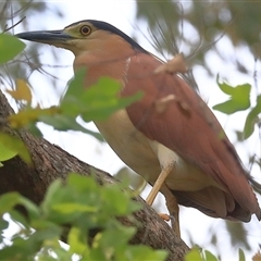 Nycticorax caledonicus (Nankeen Night-Heron) at Gibberagee, NSW - 4 Jan 2017 by AaronClausen