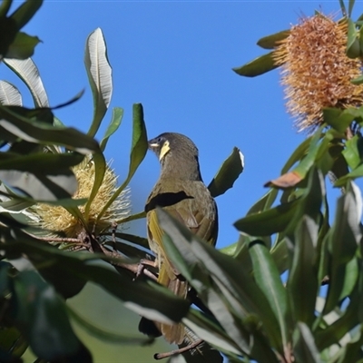 Meliphaga lewinii (Lewin's Honeyeater) at Gibberagee, NSW - 14 Jul 2019 by AaronClausen